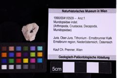 Foto (Objekt + Etiketten) von Mundopsidae indet. (NHMW-GEO-1990-0041-0509)